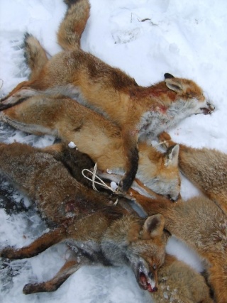 Allemagne : des milliers de renards tués par des chasseurs!! Fox311