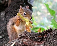 Grande-Bretagne: les plats à base d'écureuil ont la cote! Grande10