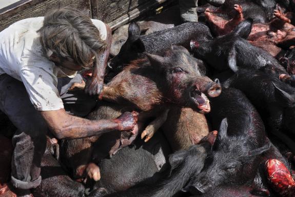 La cruauté de l'Égypte dans le génocide porcin !! H_4_il11