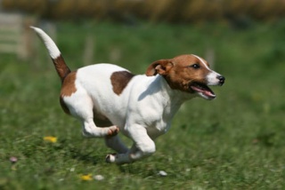 Mésaventure : un Jack Russel reste coincé 25 jours.. Jack2010