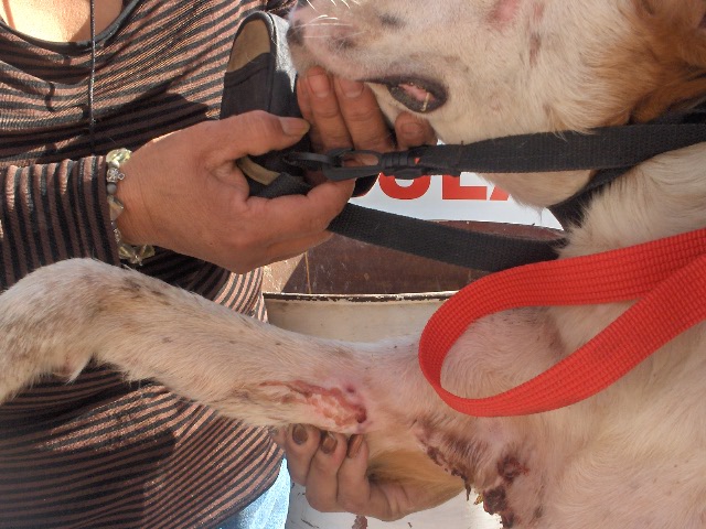 Mexique : Massacre animale des autorités sur des animaux "rescapés" de la misere animale Javier11