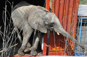"France"une éléphante saisie par la gendarmerie. Kenyal15