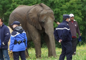 "France"une éléphante saisie par la gendarmerie. Kenyal16