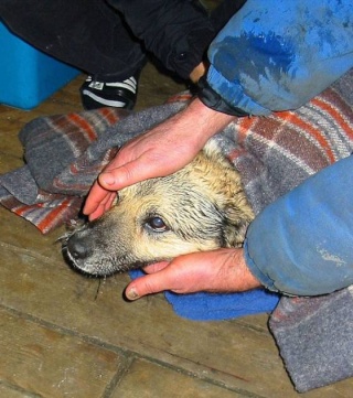 Découvrez le sauvetage un chien coincé sur la Baltique gelée L-anim12