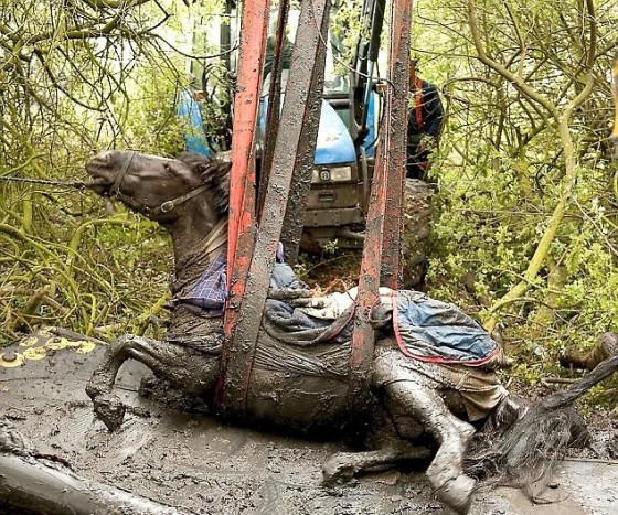 Incroyable sauvetage d'une jument tombée dans un marécage La-jum13