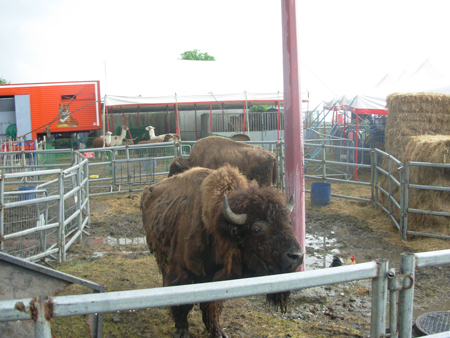 Un comité d'action contre les cirques avec animaux sauvages Pb14110