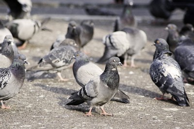 La grippe aviaire: les pigeons ne sont pas des dangers. Pigeon10