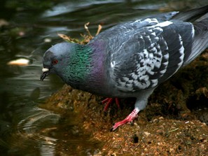 Sauvetage pigeons des villes condamnés à Nancy Pigeon11