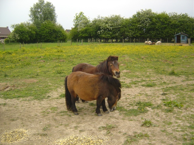 (B) Havre de paix, pour rescapés des abattoirs,maltraitences Poneys10