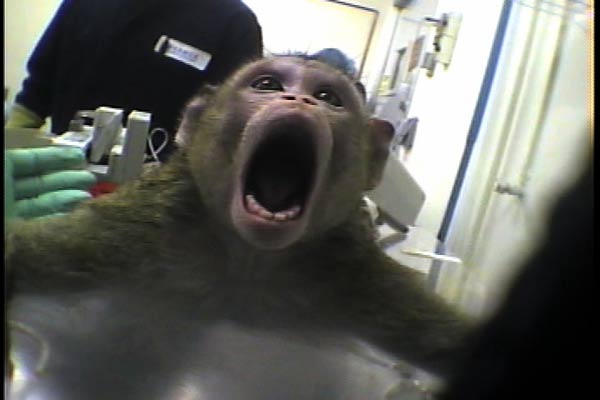 Des companies aériennes refusent de transporter des primates Primat10
