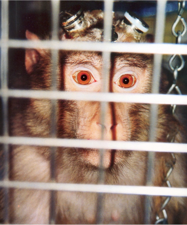 Des companies aériennes refusent de transporter des primates Primat11