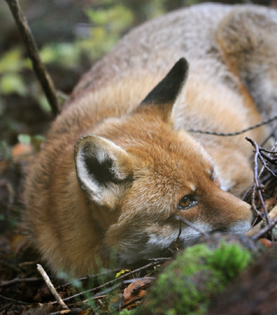 Un renardeau survit à un piège grâce à sa mère ... Renard11