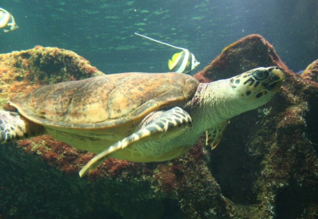 sea turtles rescue Tortue10