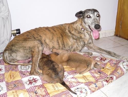 Infos agir-pour-les-galgos.... Untitl10