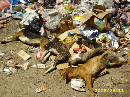 Bosnie-Herzégovine: l'empoisonnement des chiens! Visegr10