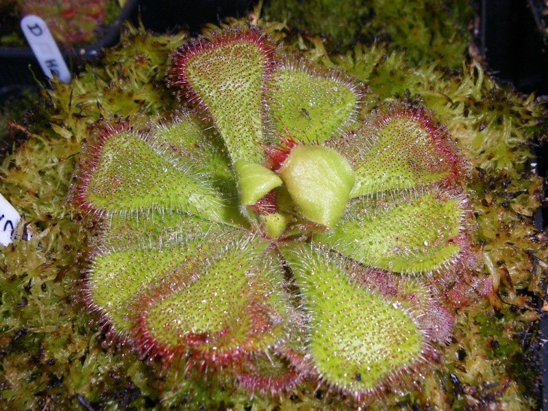 Drosera divers Cuneif10