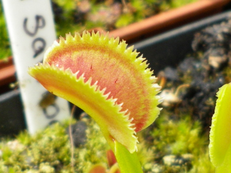 Différencier Dionaea Muscipula  'sawtooth/dentata' bis Imgp0216