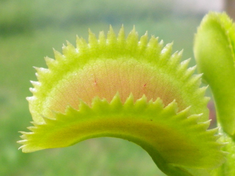 Différencier Dionaea Muscipula  'sawtooth/dentata' bis Imgp0217