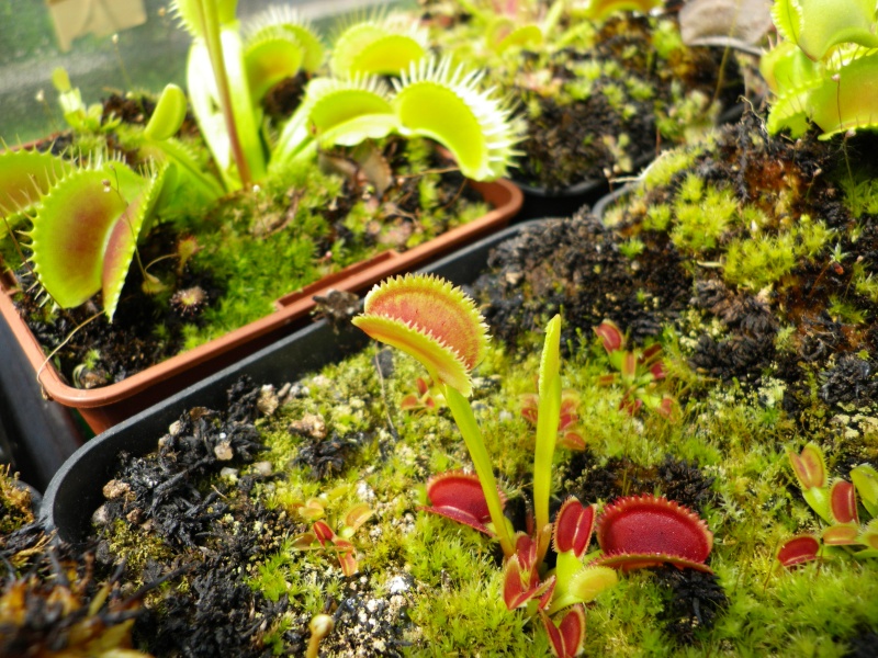 Différencier Dionaea Muscipula  'sawtooth/dentata' bis Imgp0218