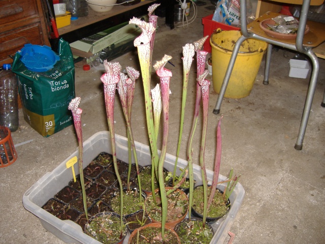 Les plantes recupérées chez Isabelle Leucop10