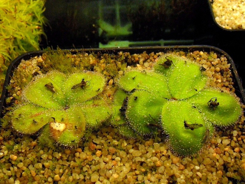 Drosera Erythrorhiza ssp Squamosa laterite form Sdc13110