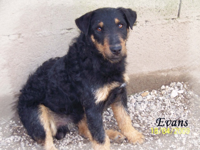 EVANS - x jadg terrier 5 ans (3 ans de refuge) Refuge Au Bonheur des 4 Pattes à Nimes (30) Refuge39