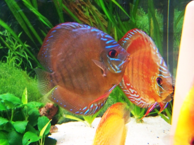 discus  vendre Cple_a10