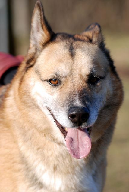 OTIS XHUSKY 8 ans REF  sage, docile, sympa (58) ADOPTE Dsc_0033