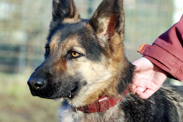 Chipie  (berger Allemand) Dsc_0143