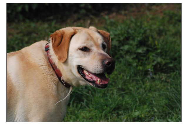 ROUKY (labrador) - Page 2 Dsc_0508