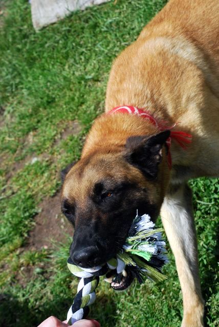 ZACH (Malinois) - Page 4 Dsc_0665