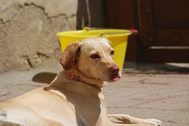 BESSIE (type labrador) - Page 6 Dsc_0731