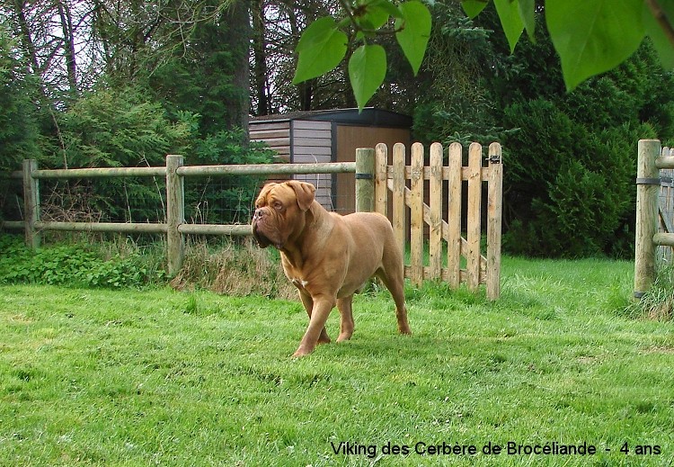 VIKING DES CERBERES DE BROCELIANDE - Page 4 213