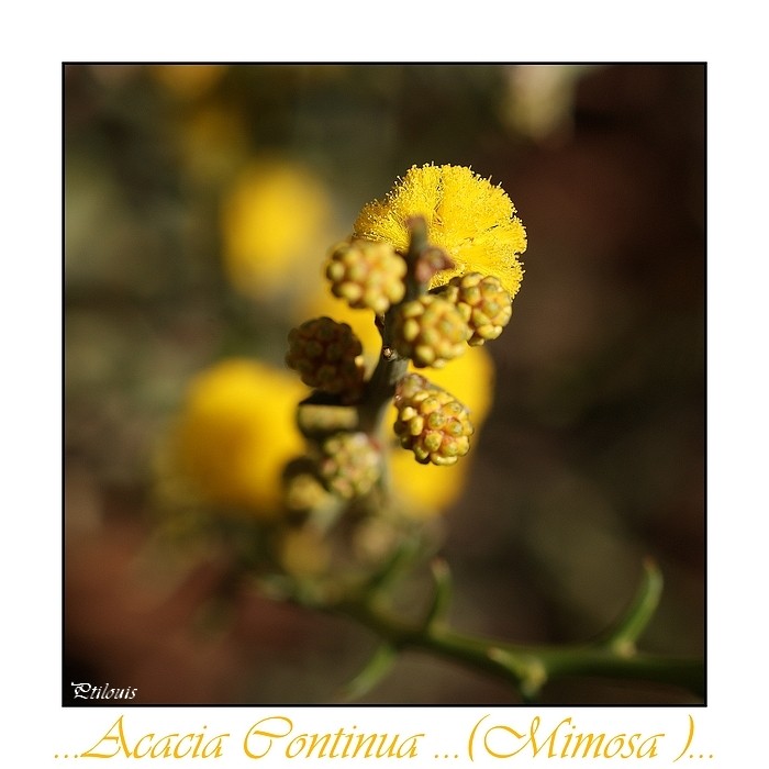 Essai Mimosa Dsc00412