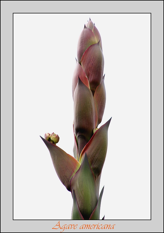 fleur d agave Dsc02721