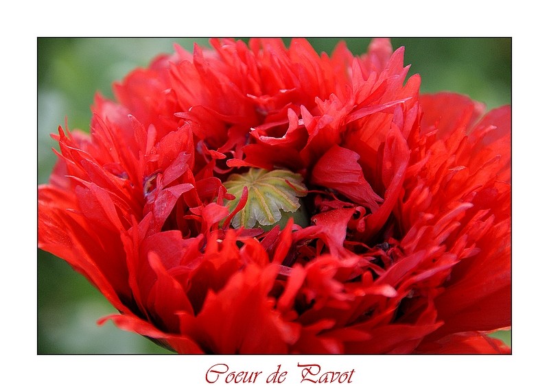 fleur de pavot Dsc04115