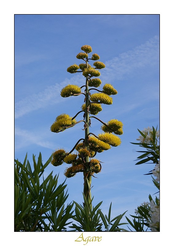 fleur d agave Moyen10