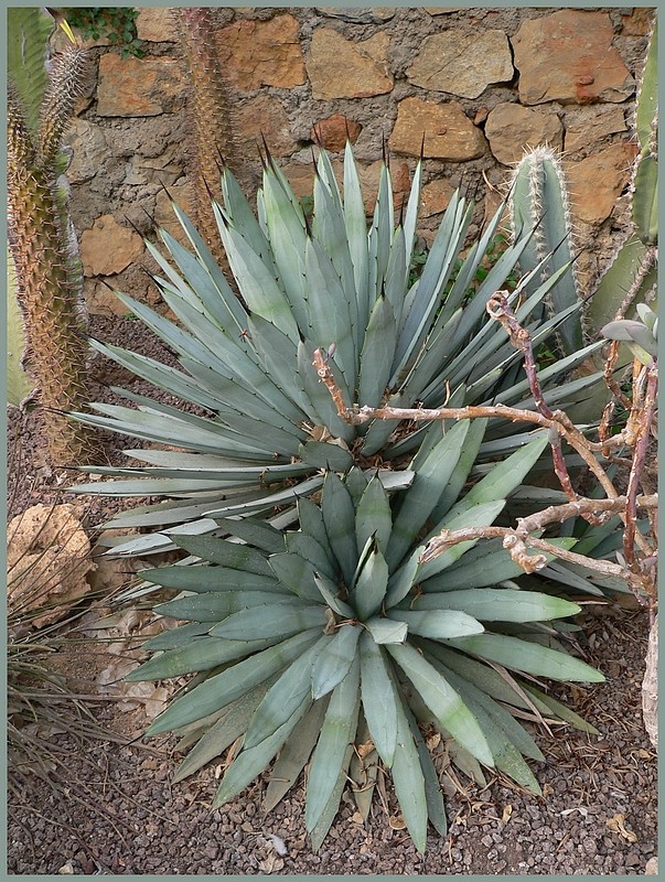 quelques inconnus du JE de Sanary Bandol P1180023