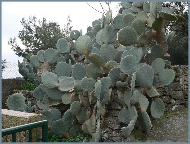 Opuntia phaeacantha P1180110