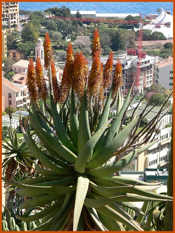 jardin botanique de Monaco P1180522