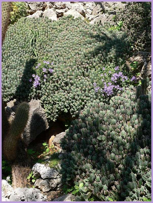 jardin botanique de Monaco P1180523