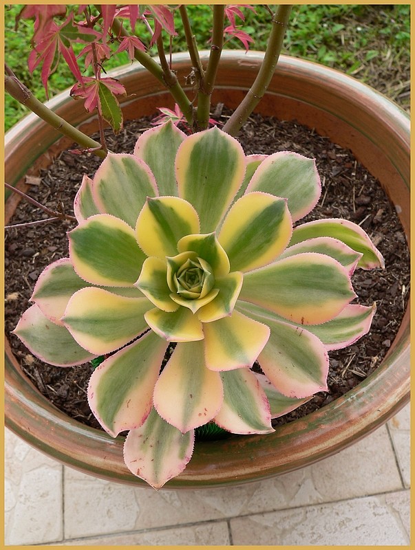 Aeonium ' Kiwi ' en fleurs P1200125