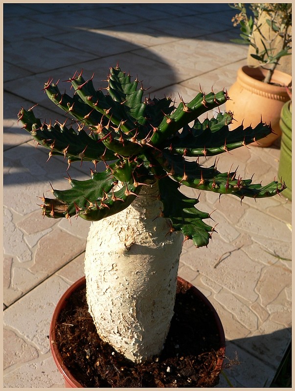 Euphorbia Stellata P1210012