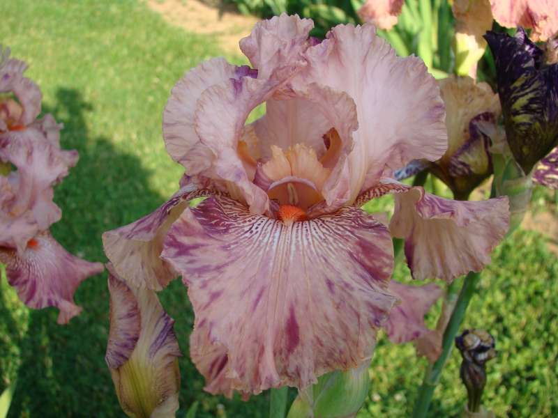 Iris du jardin... - Page 2 Dsc03720