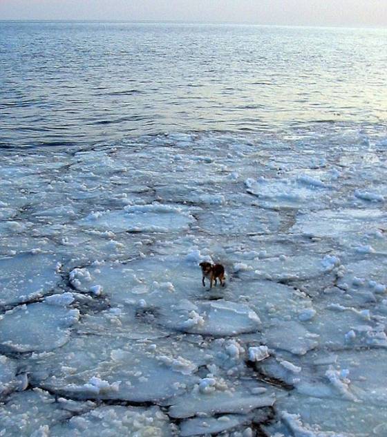 un chien qui drivait sur une plaque de glace a t sauv Le-chi10