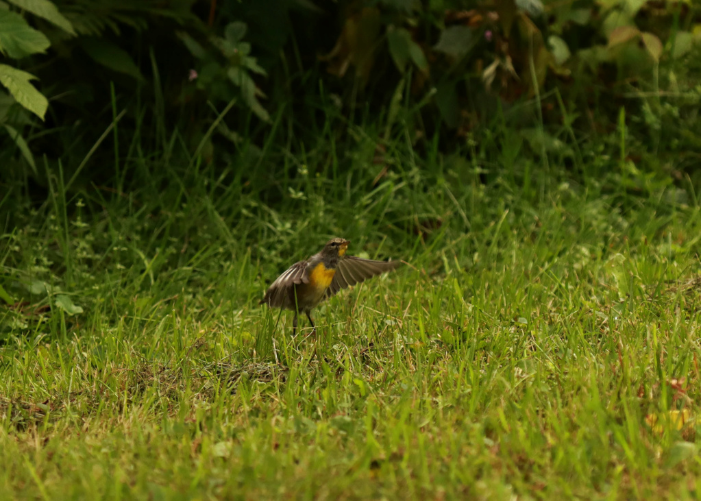 Quelques photos de petits oiseaux Img_0218