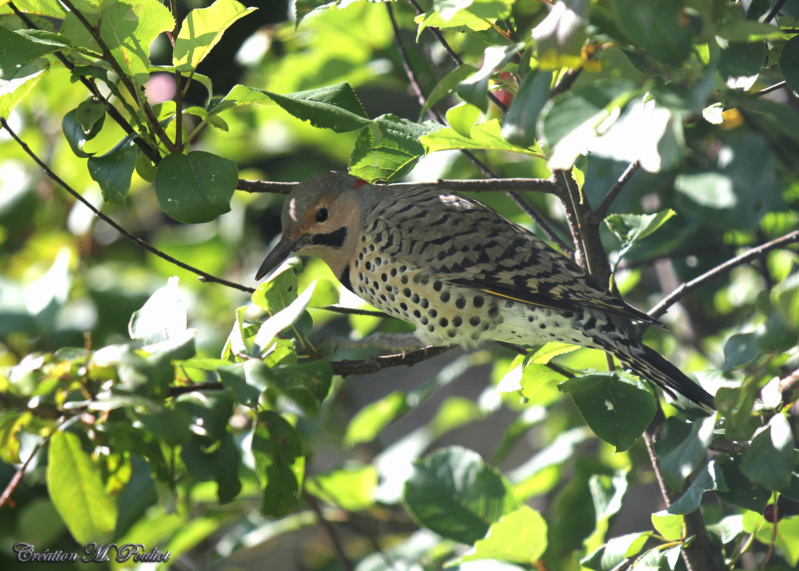 Retour des flamboyants dans cerisier sauvage Img_3317