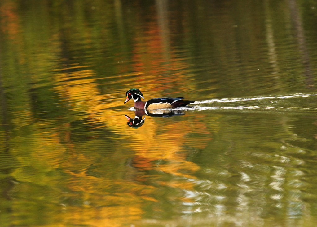 Mâle branchu aux couleurs d'automne Img_3710