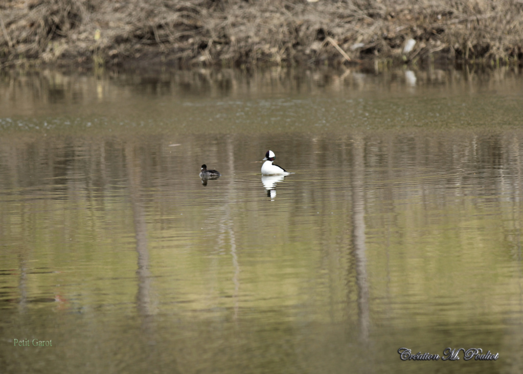 Couple de petits Garots Img_7513