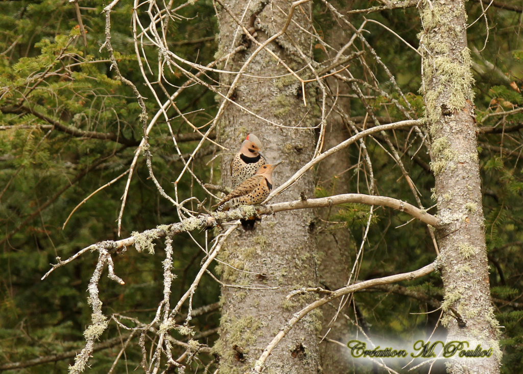 Couple de Pics flamboyants Img_8610